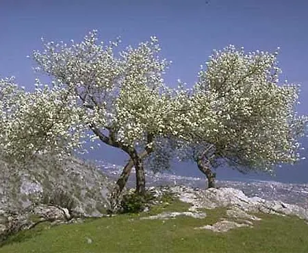 Profumo Di Dolci